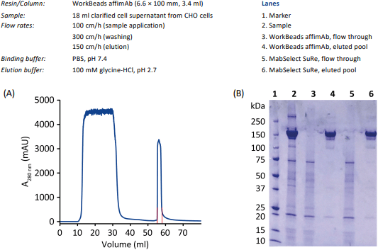 Purification profile of a monoclonal antibody